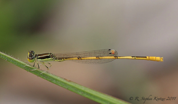 Ischnura hastata, male